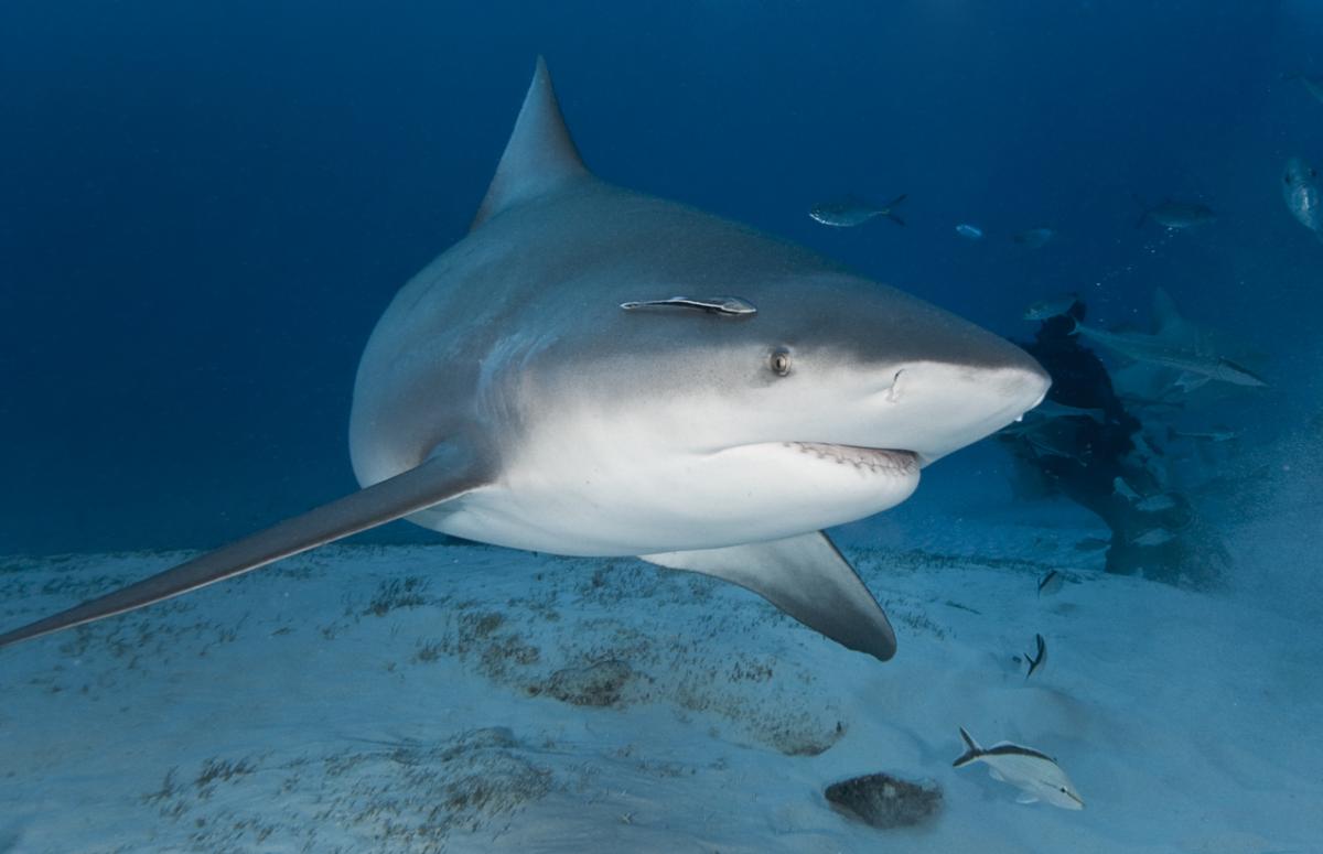 Requin-bouledogue