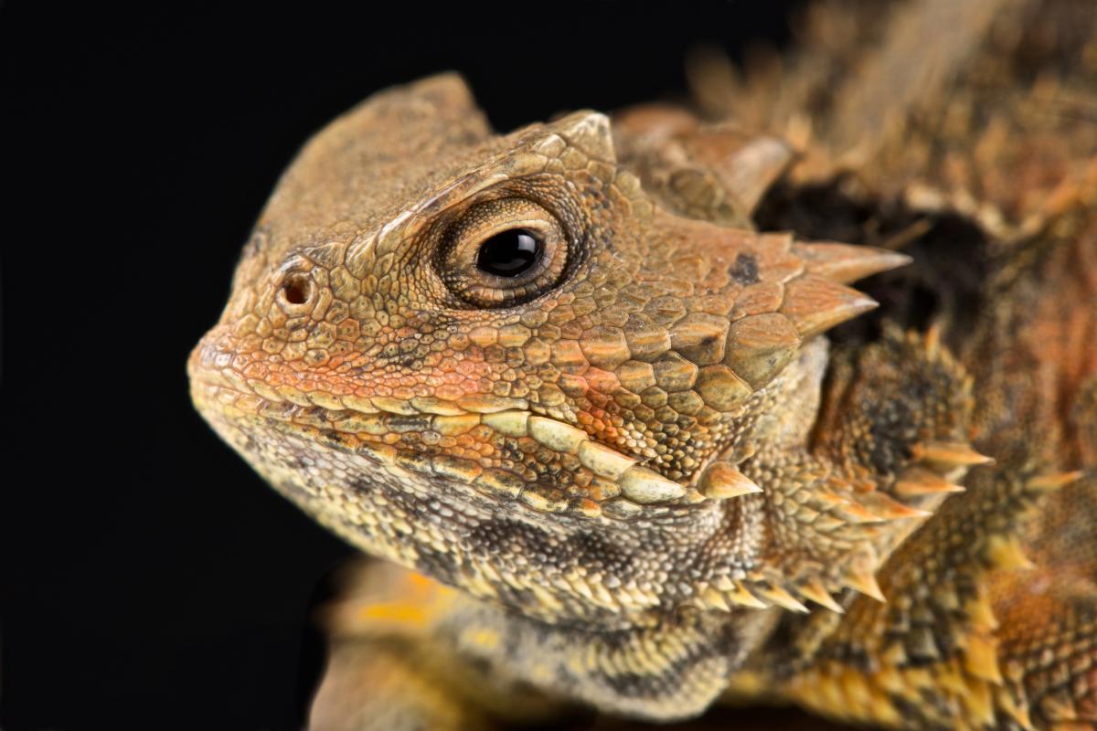 Phrynosoma orbiculare