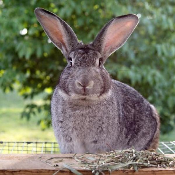 Lapin chinchilla