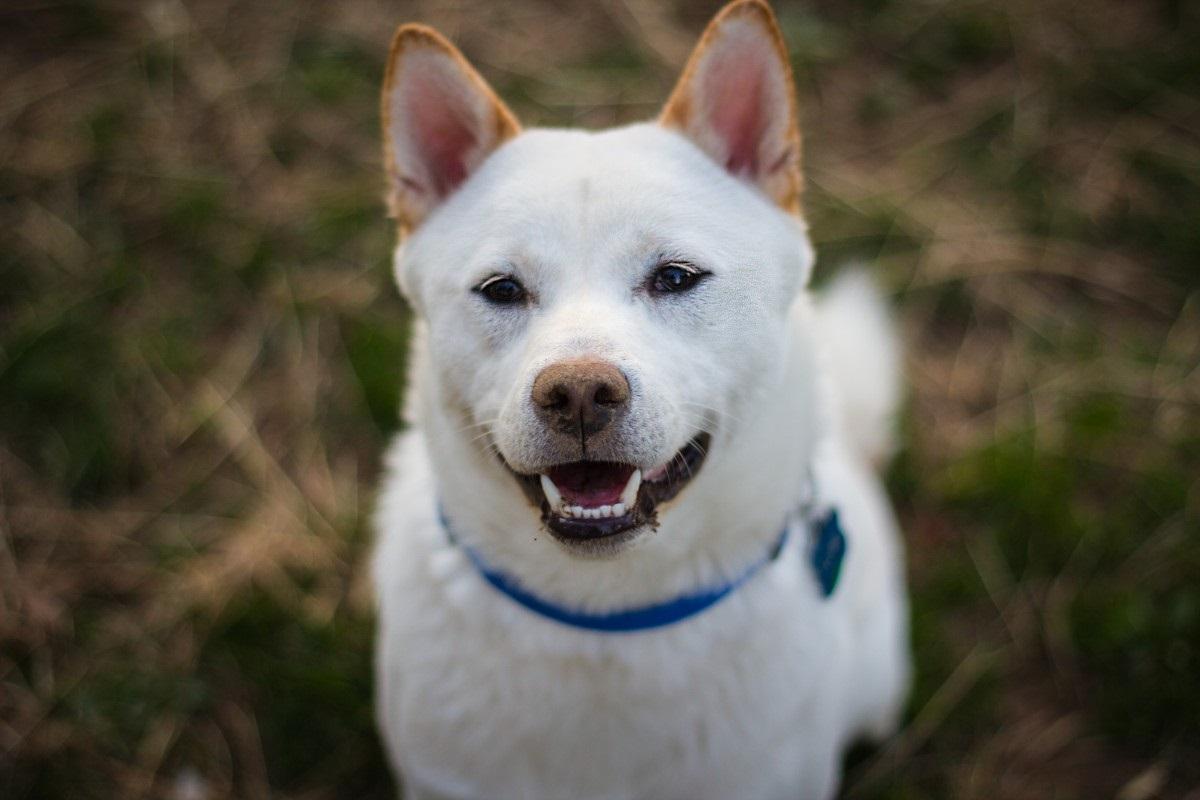 Husky inu ou Shiba Husky