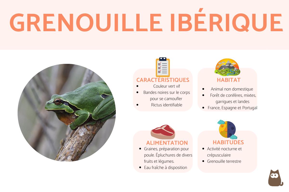 Rainette ibérique (Hyla molleri)