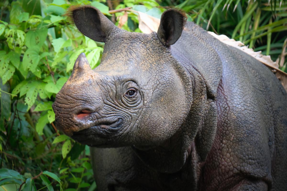 Rhinocéros de Java