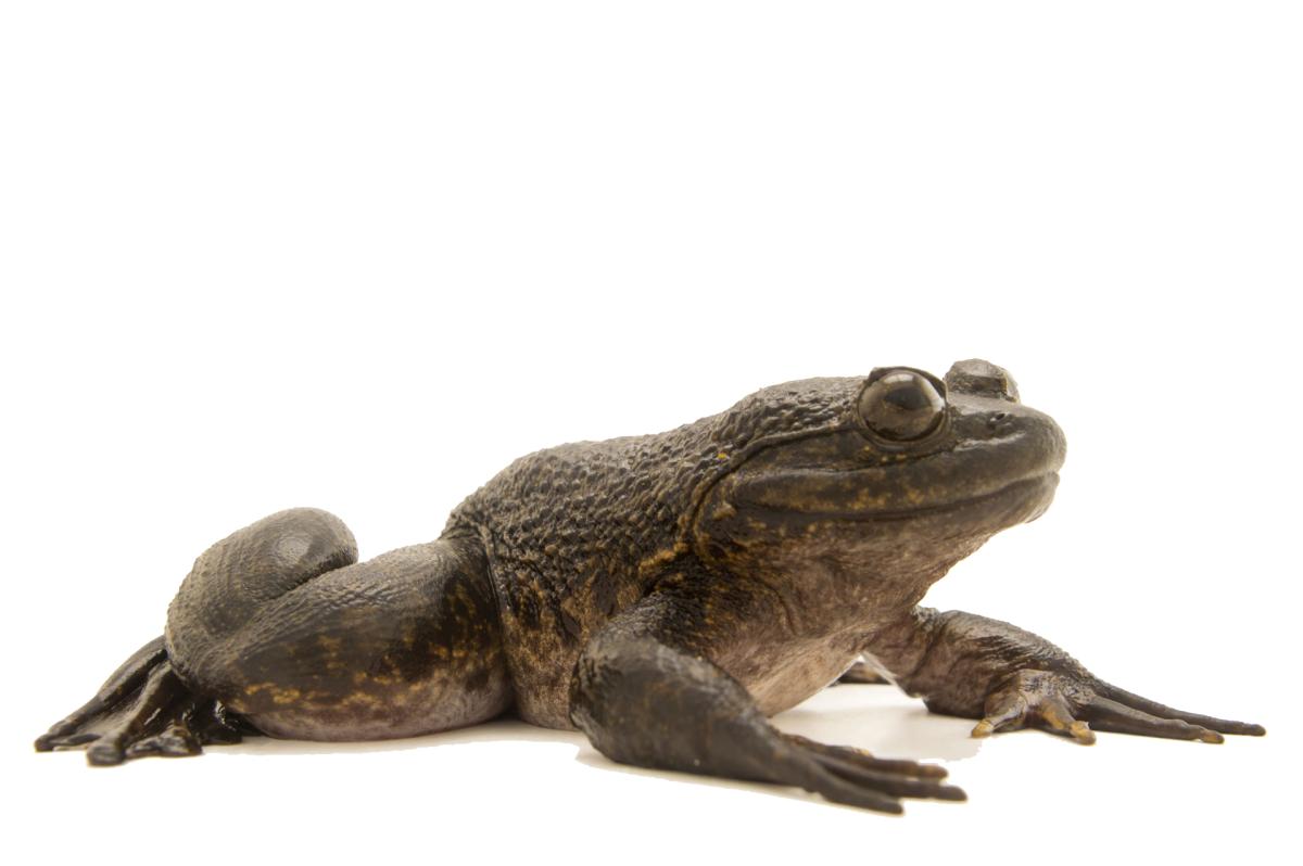 Grenouille Goliath