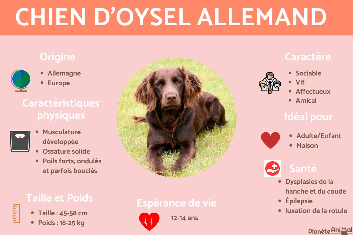 Chien d'oysel allemand