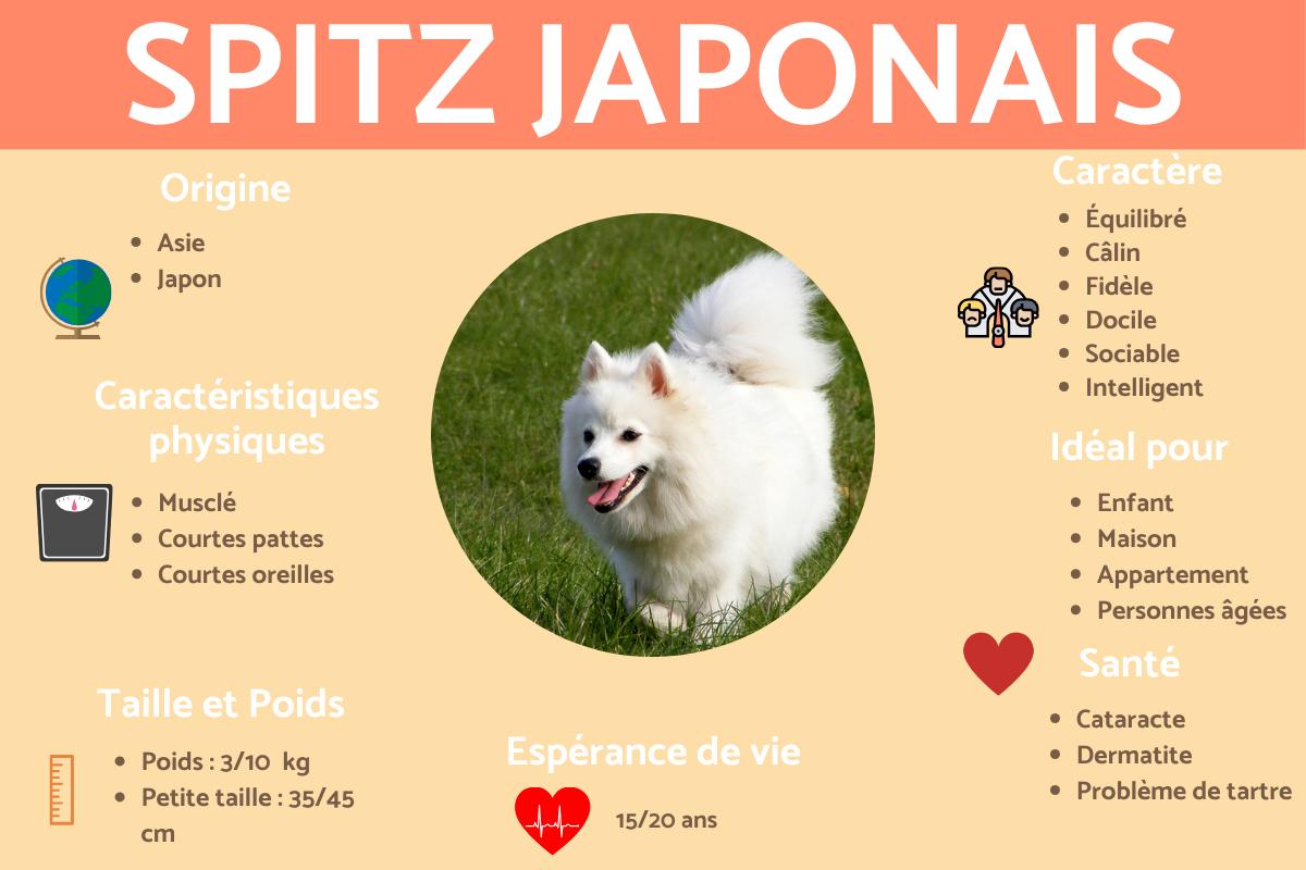 Spitz japonais