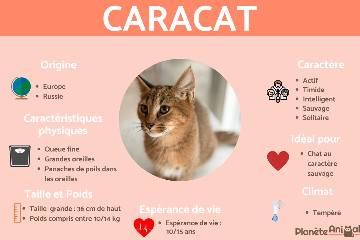 Caracat