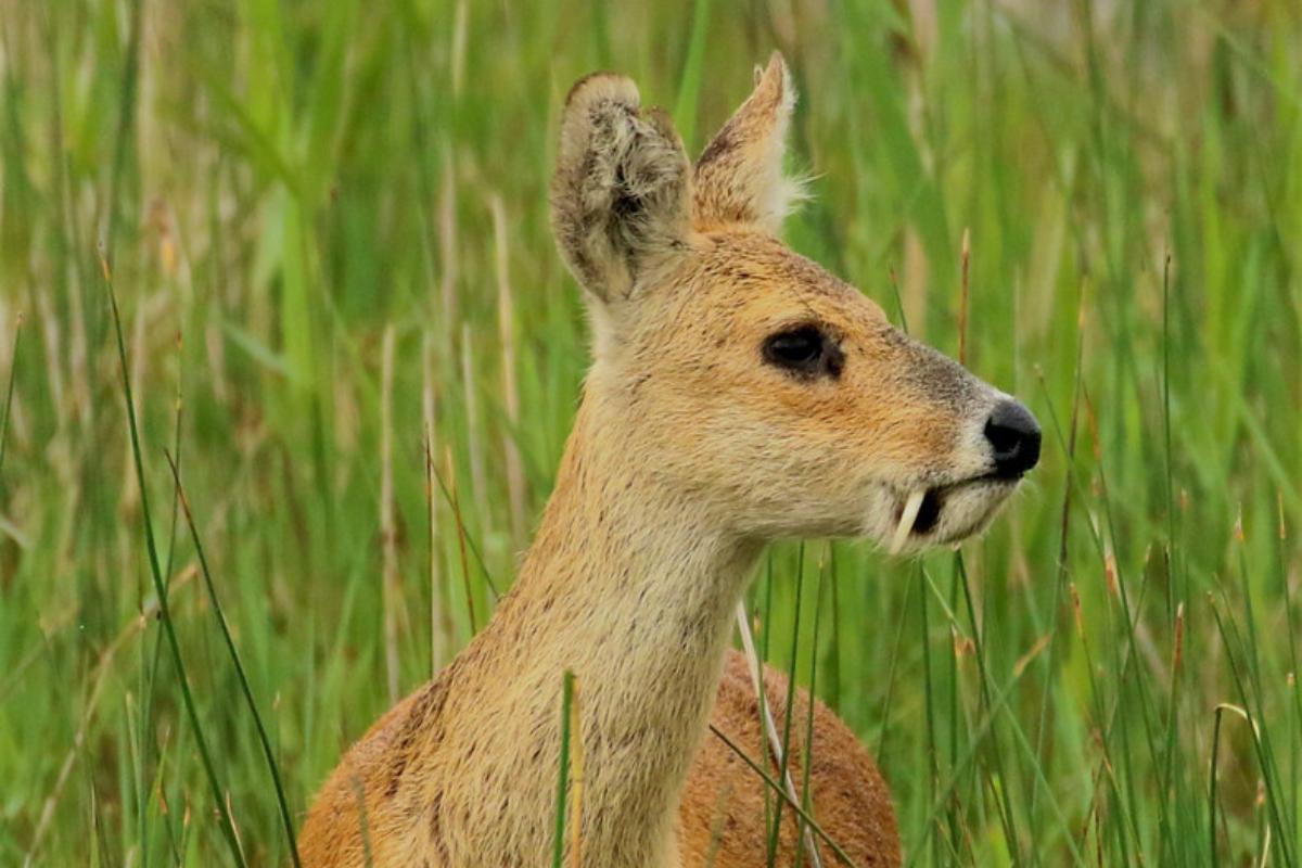 Cerf vampire ou cerf d'eau