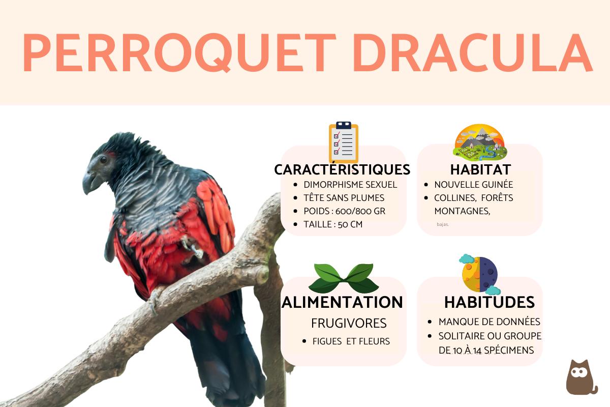 Perroquet Dracula
