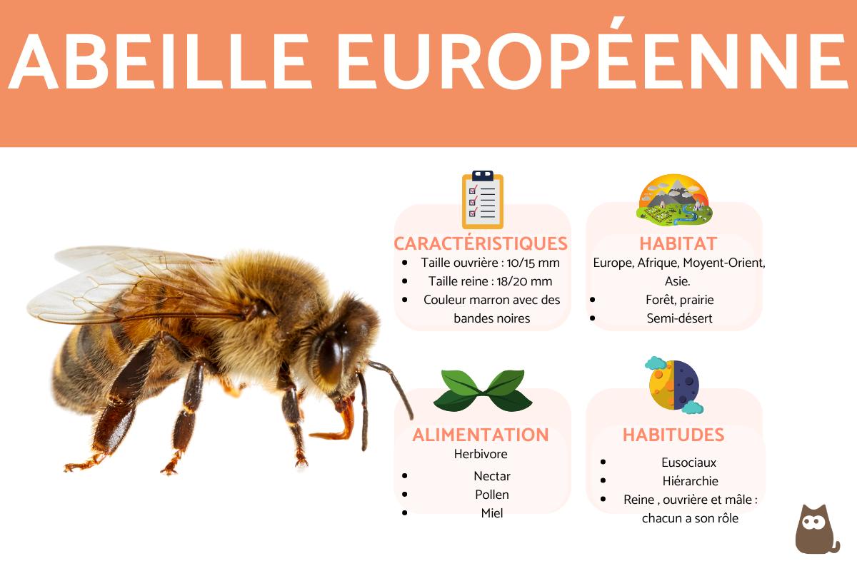 Abeille européenne