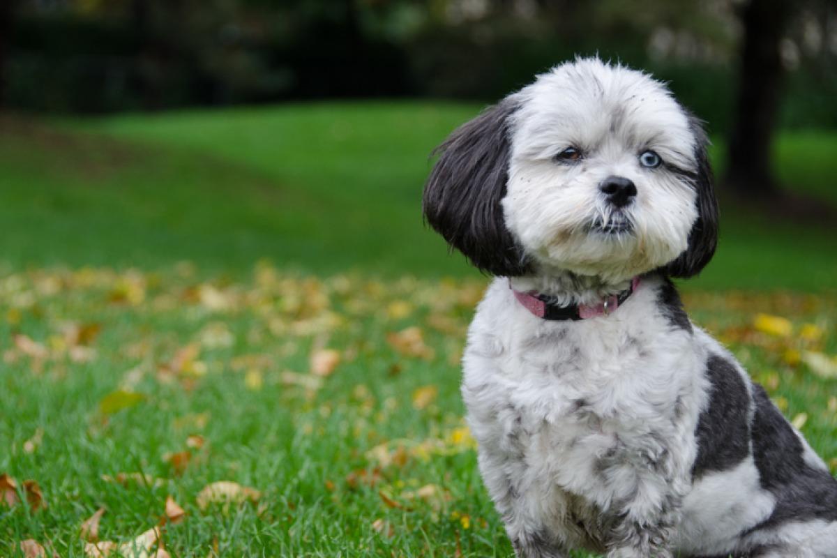 Shih-poo