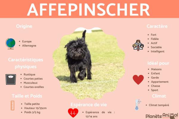 Affenpinscher