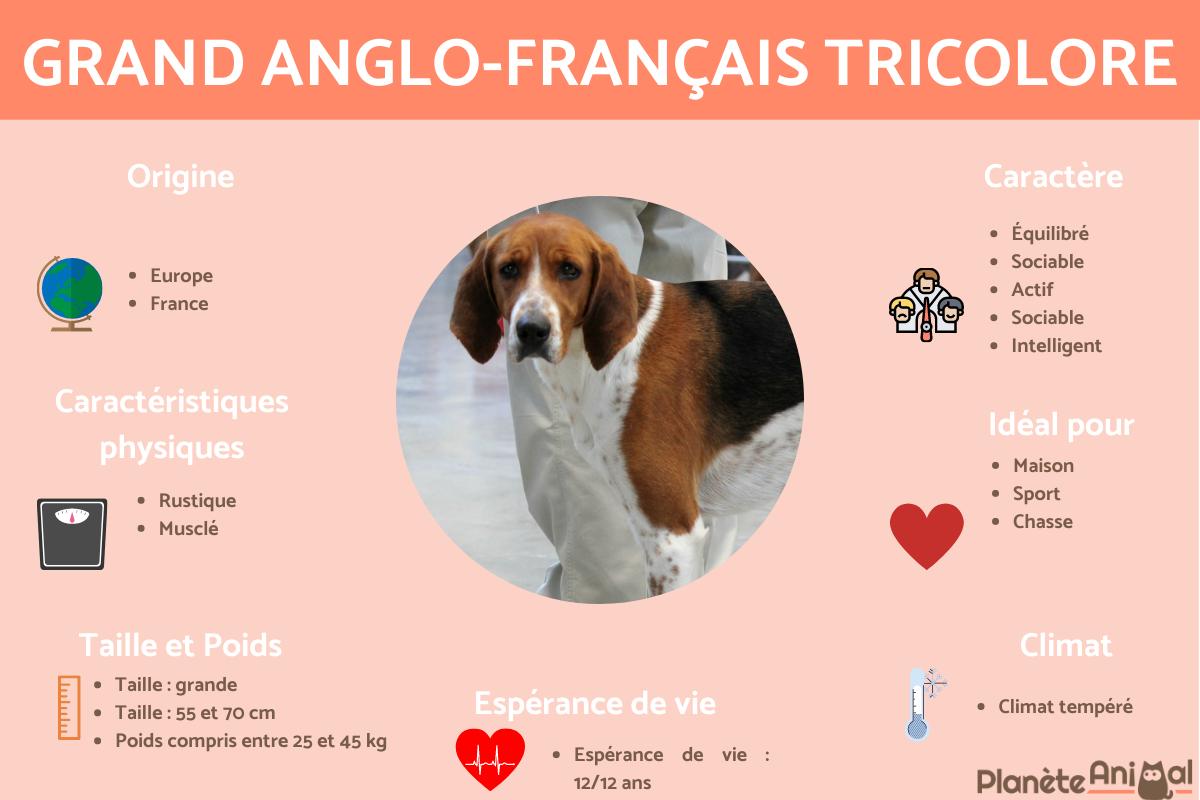 Grand anglo-français tricolore