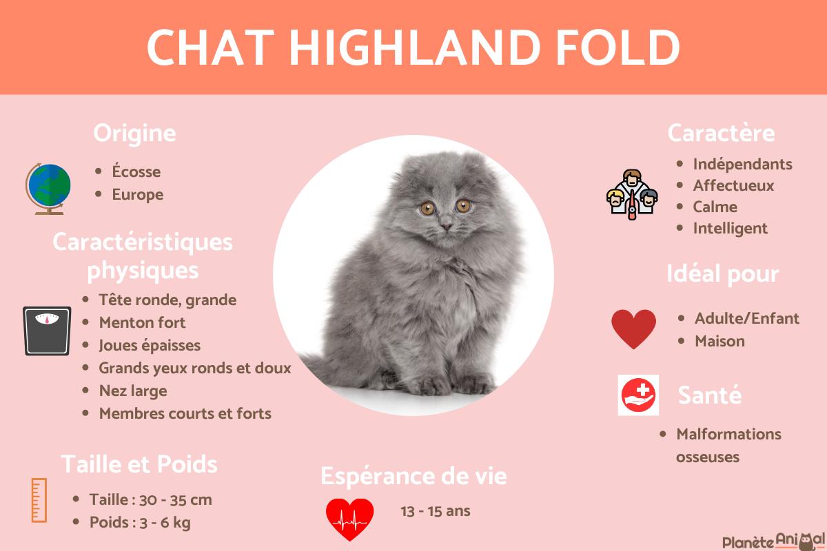 Chat highland fold