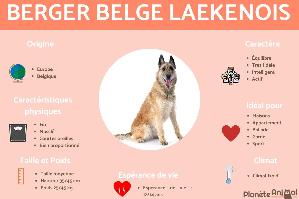 Berger Belge Laekenois