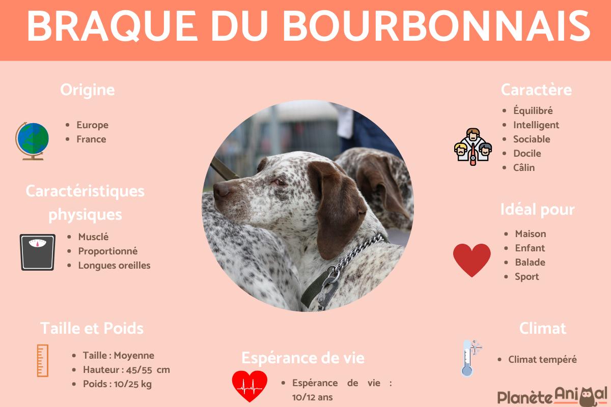 Braque du Bourbonnais