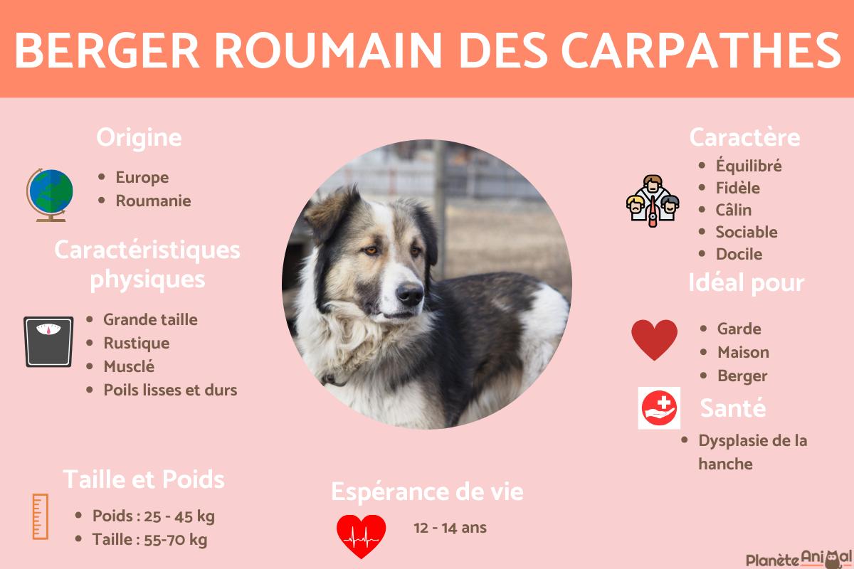 Berger roumain des Carpathes