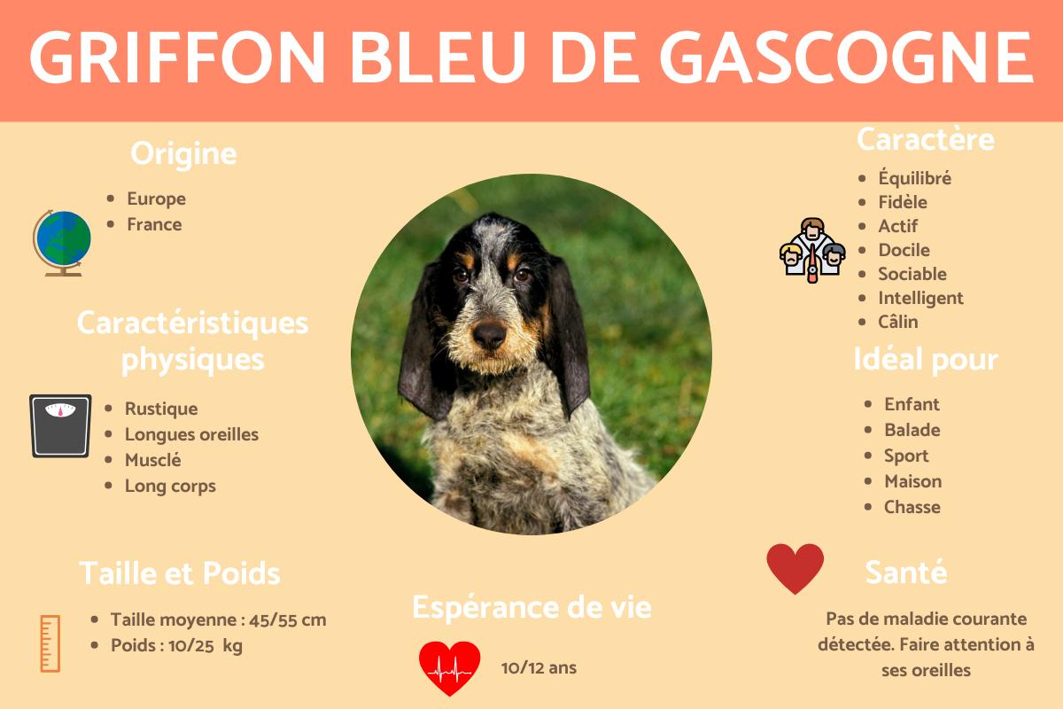 Griffon bleu de Gascogne