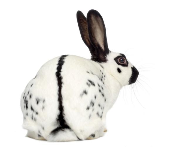 Papillon anglais