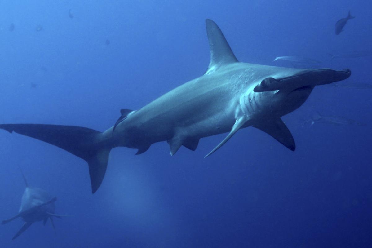 Requin-marteau