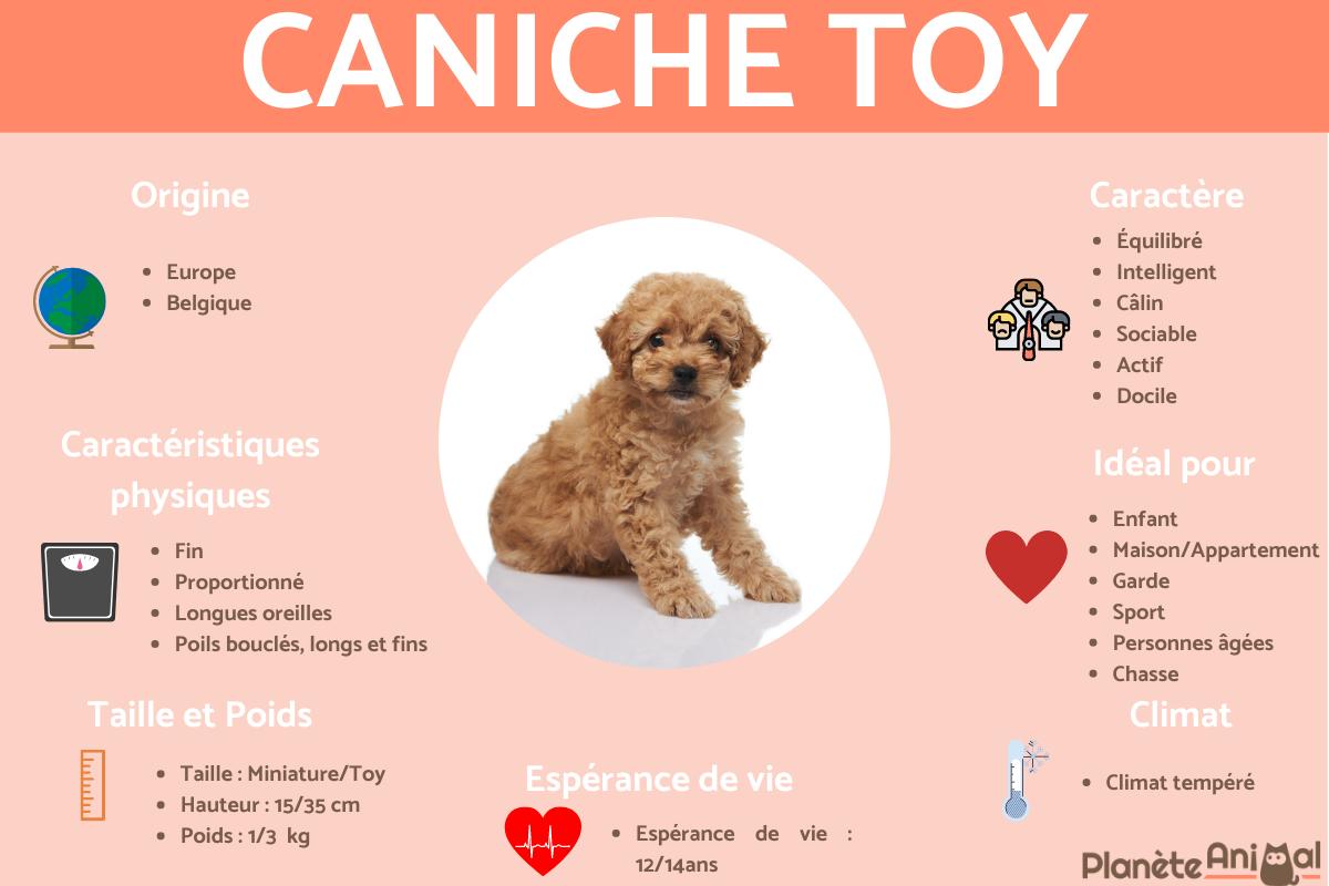 Caniche toy