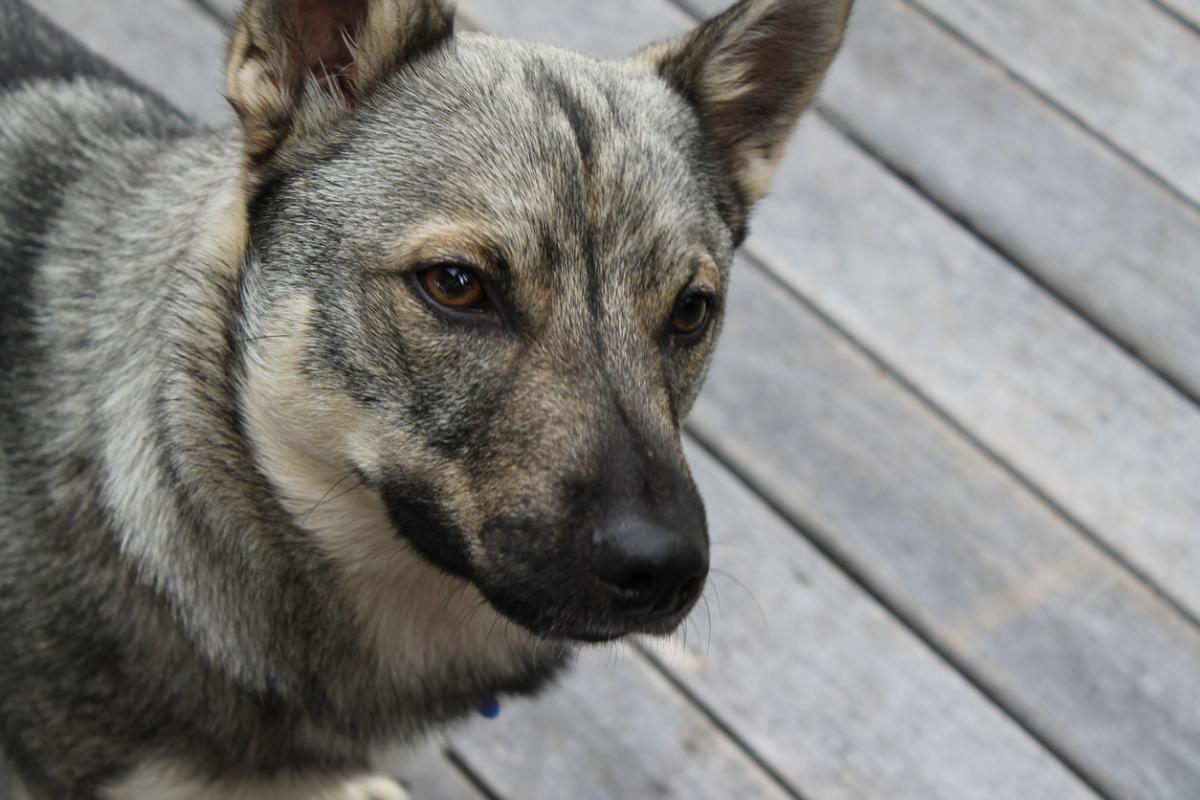 Vallhund suédois