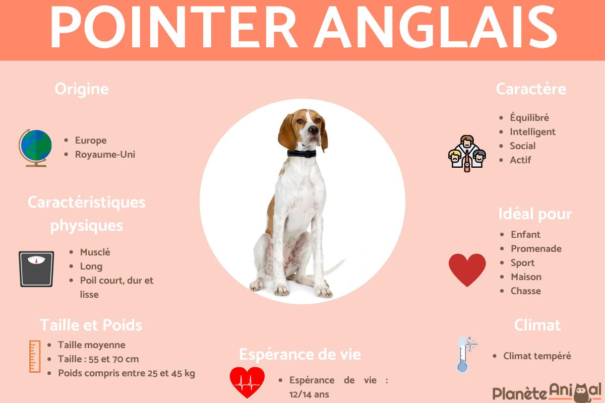 Pointer anglais