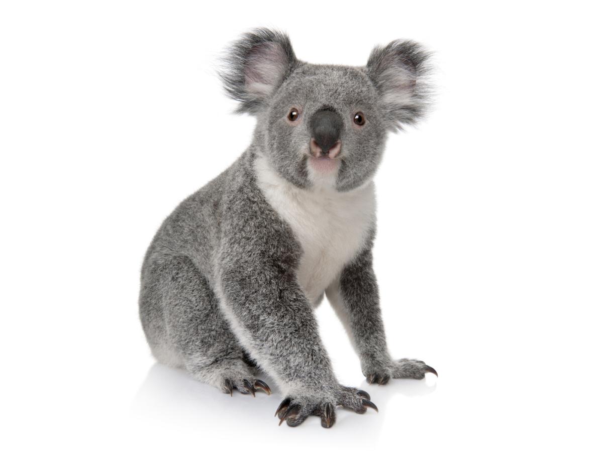 Koala (Phascolarctos cinereus)