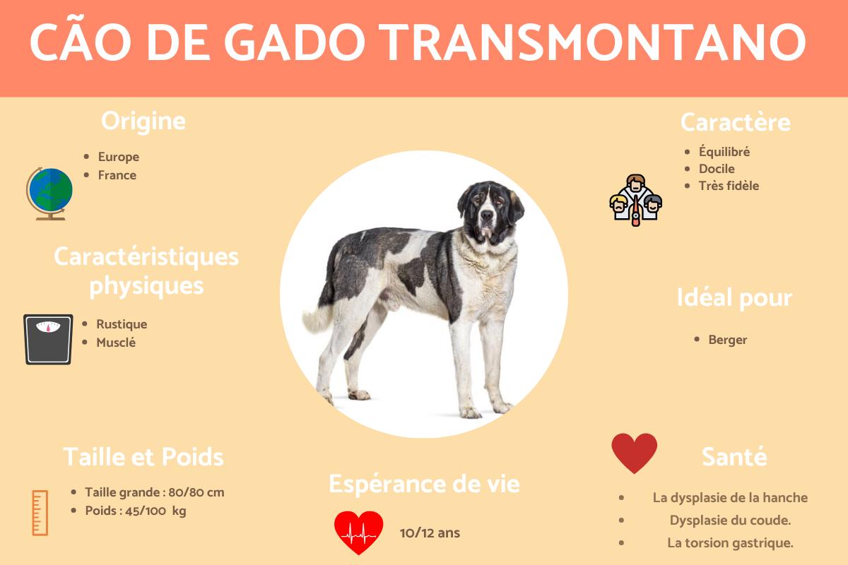 Cão de Gado Transmontano ou Transmontano Mastiff