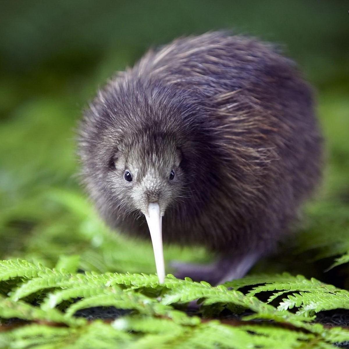 Kiwi
