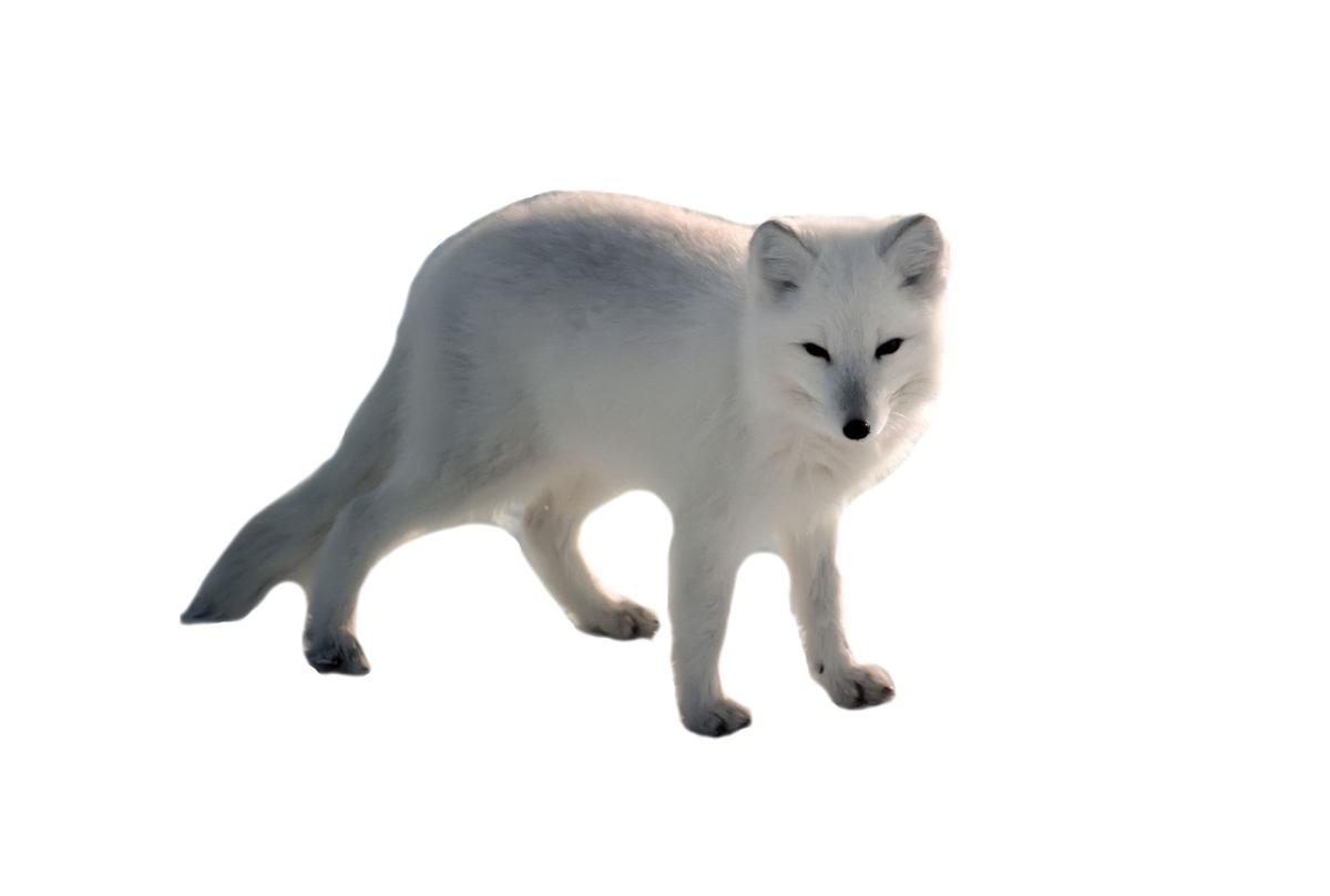 Renard polaire