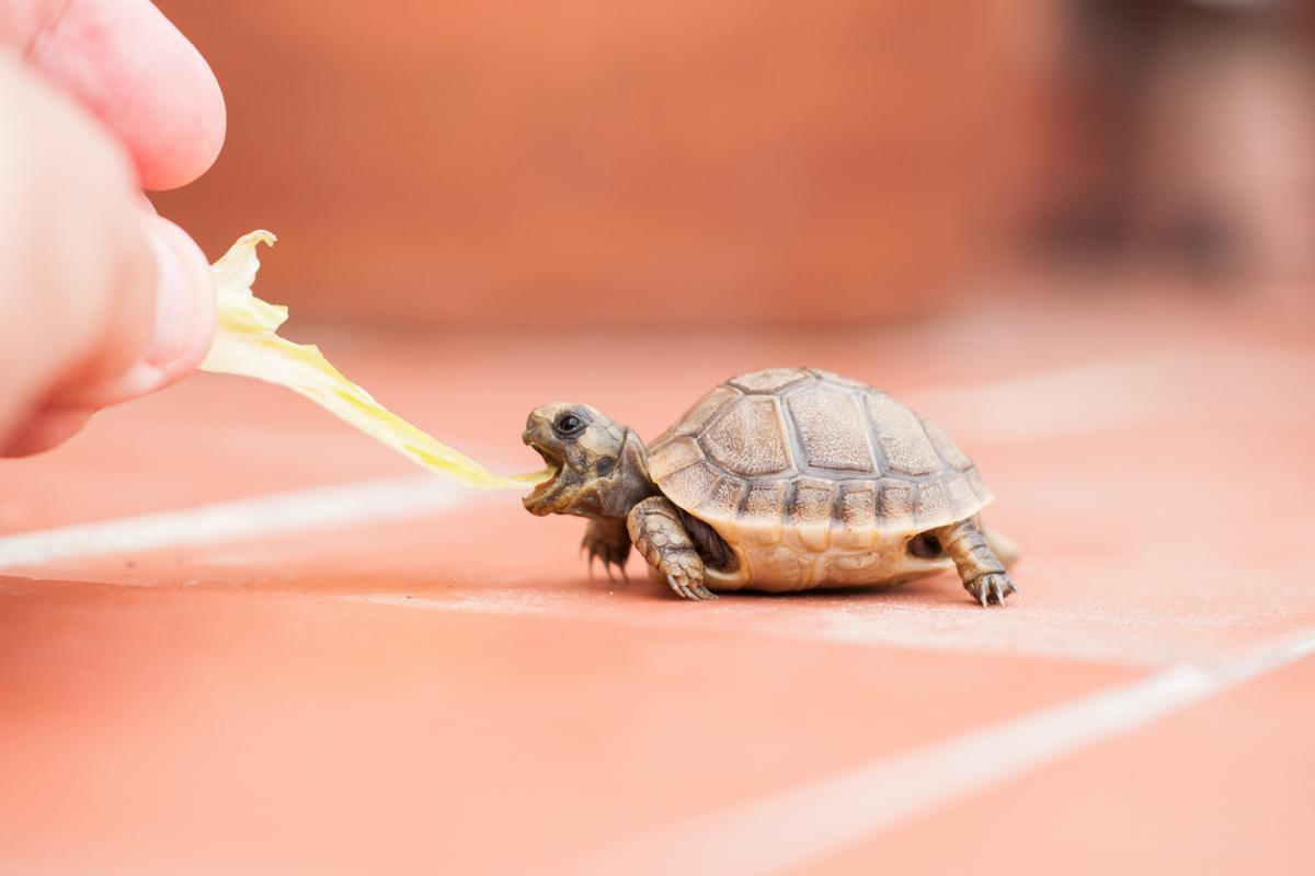 Tortue grecque