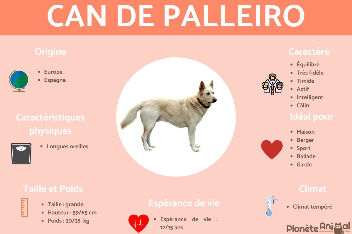 Como Conseguir Un Can De Palleiro
