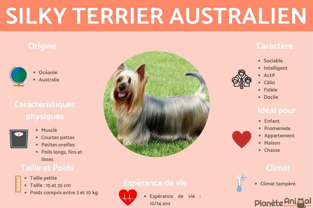 Silky terrier australien