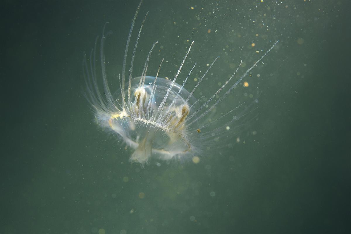 Méduse d'eau douce