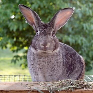 Grand Chinchilla
