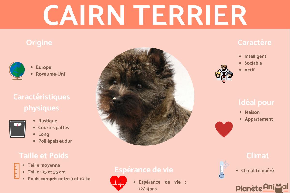Cairn terrier