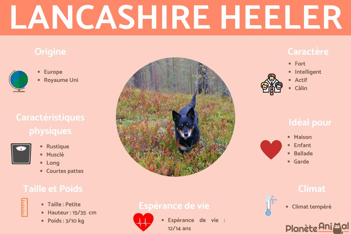 Lancashire heeler