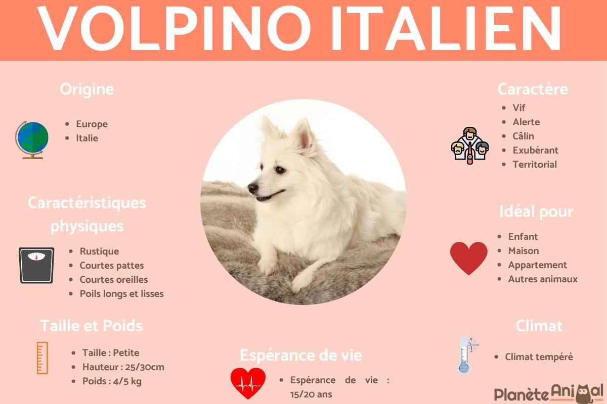 Volpino italien