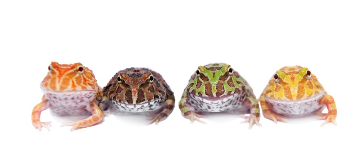 Grenouille Pacman