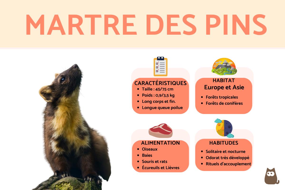 Martre des pins