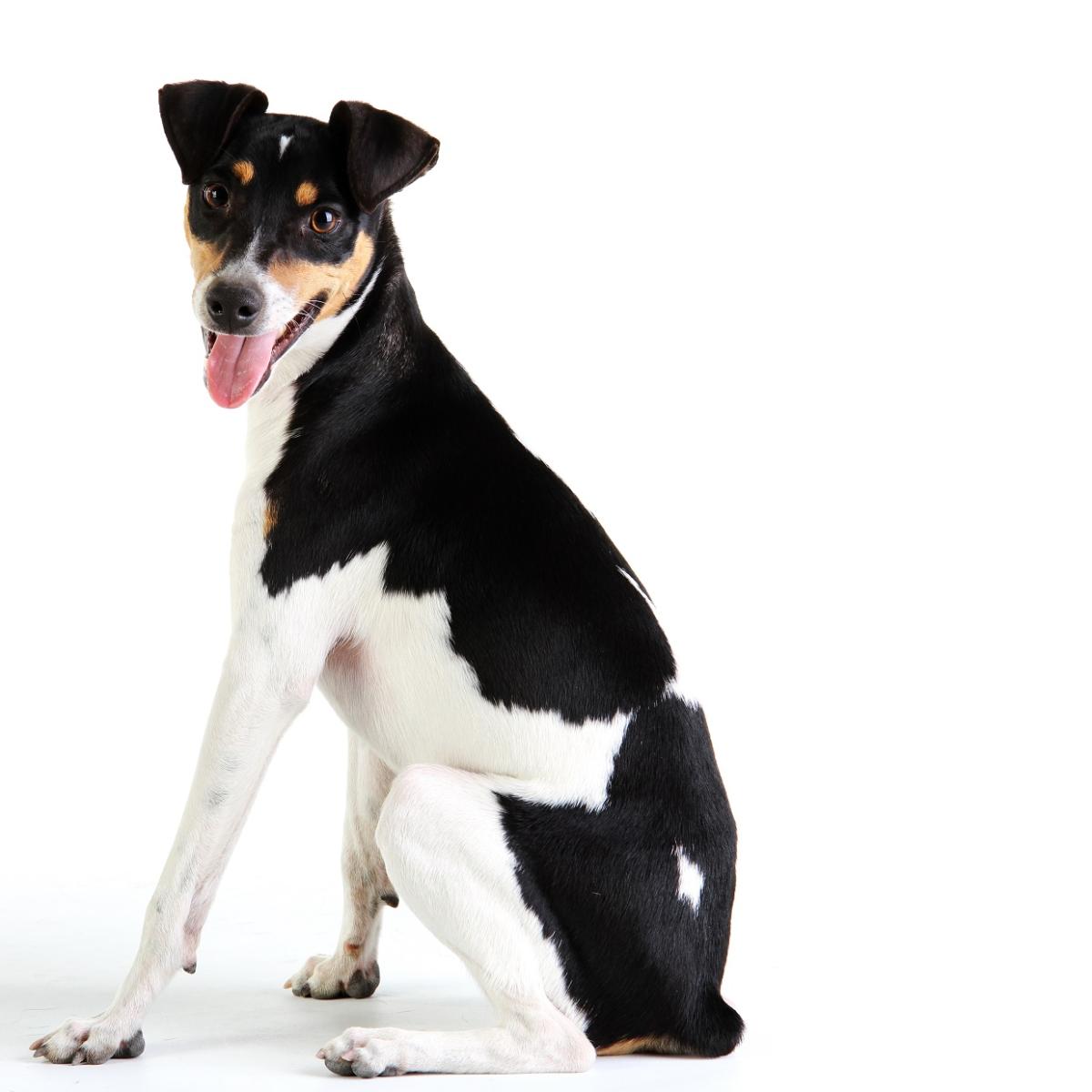 Terrier brésilien