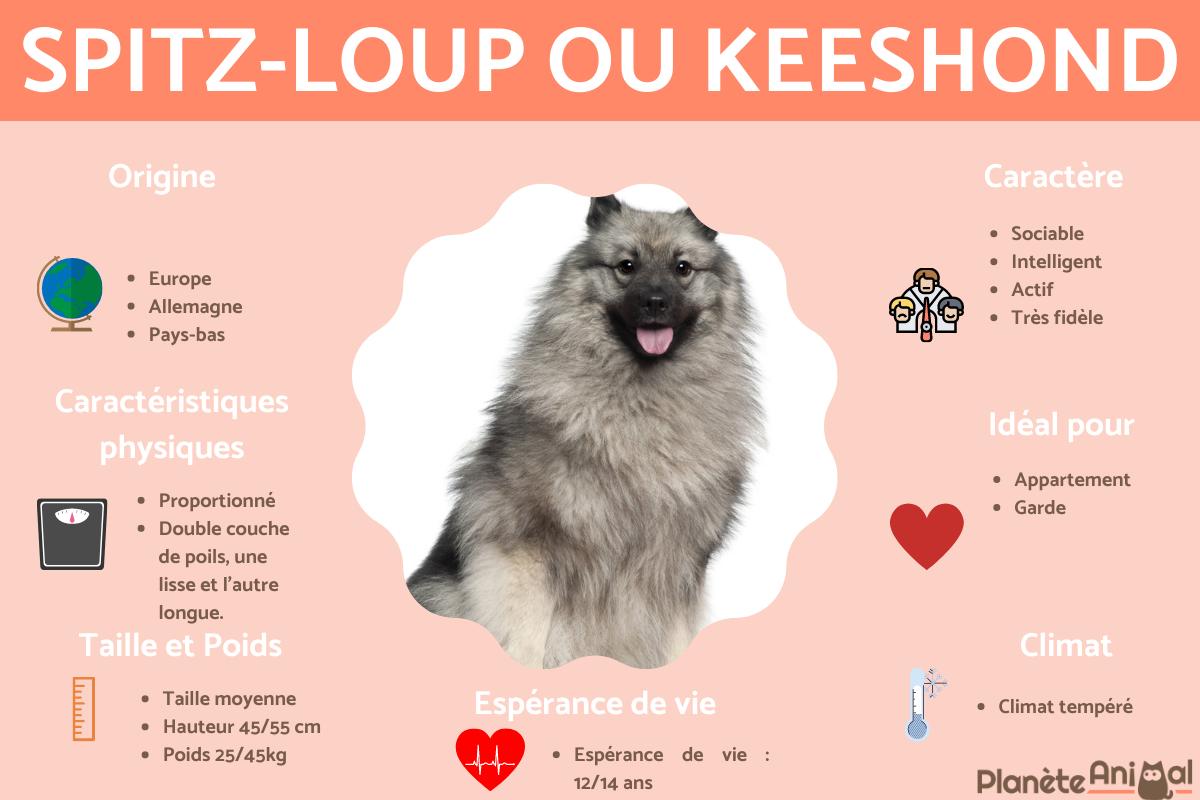 Spitz-loup ou Keeshond