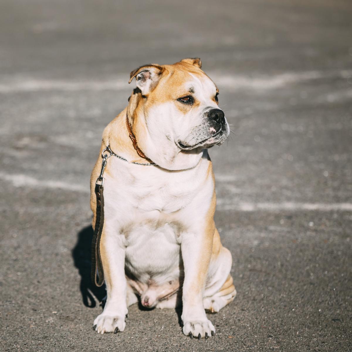 Ca De Bou ou Dogue de Majorque
