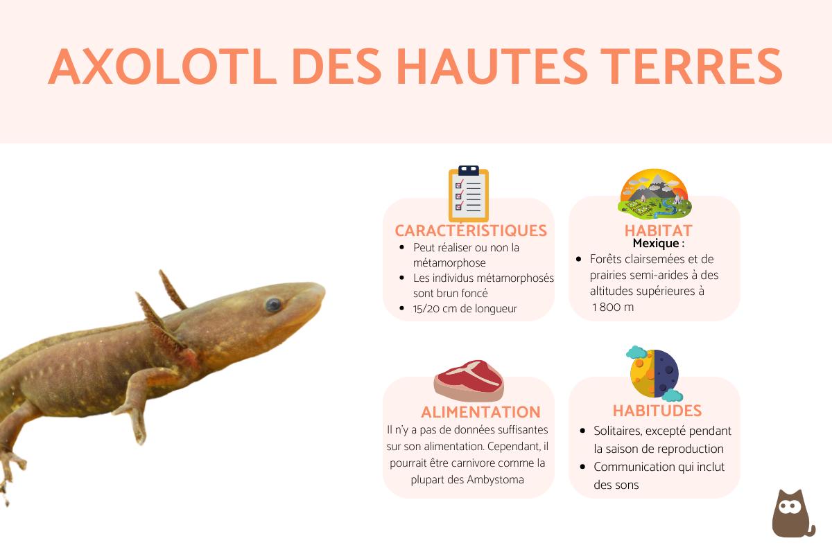 Axolotl des hautes terres
