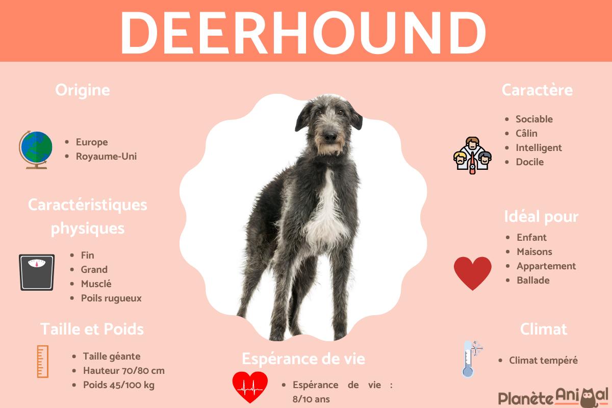 Scottish Deerhound ou lévrier écossais