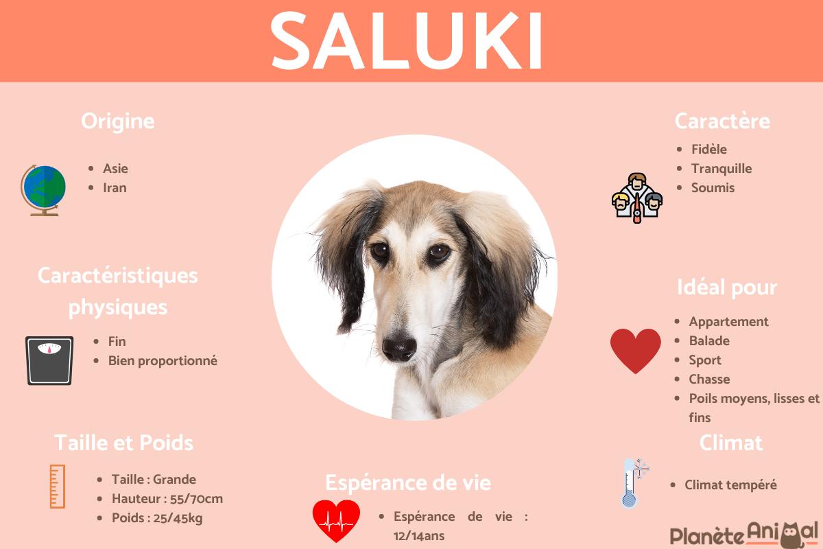 Saluki