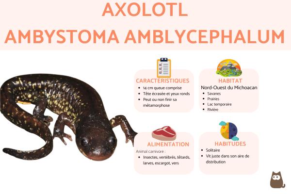 Axolotl Ambystoma amblycephalum