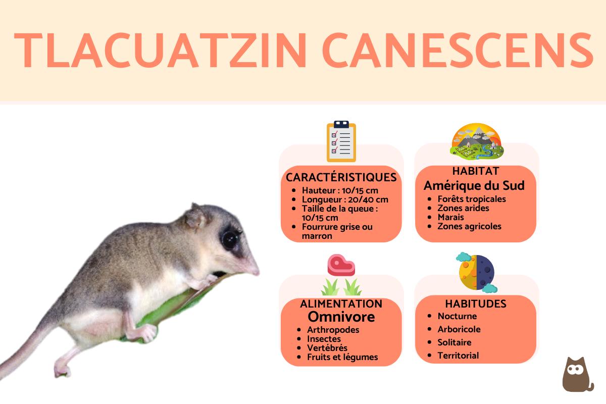 Tlacuatzin canescens