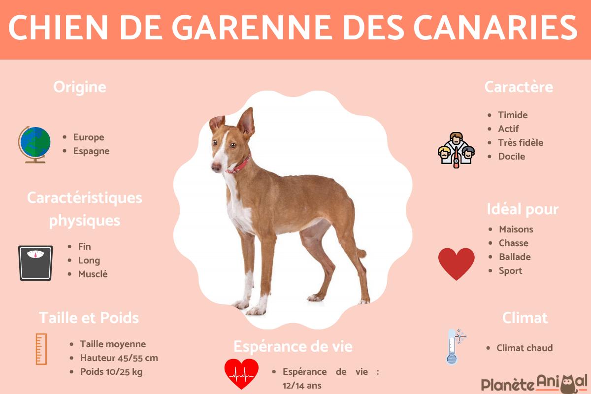 Chien de garenne des Canaries ou Podenco Canario