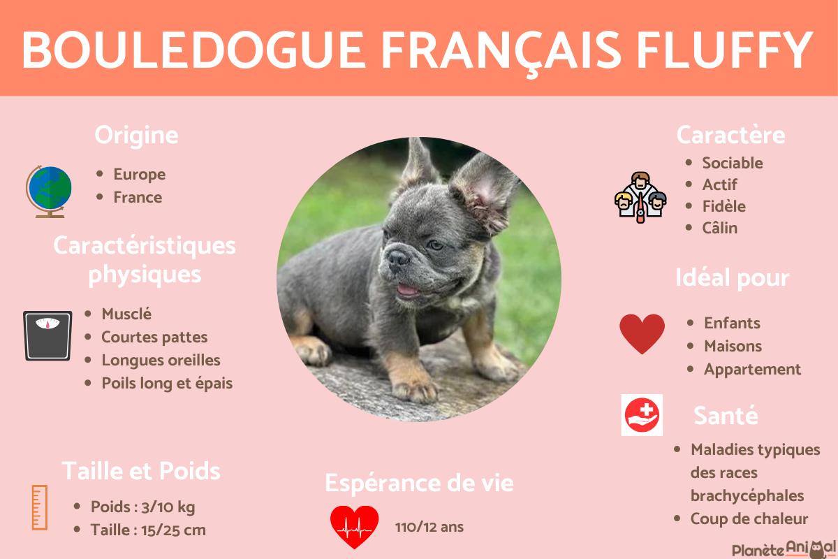 Bouledogue français fluffy (à poils longs)